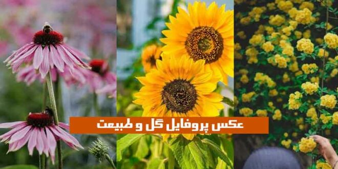 ببین با این عکس پروفایل گل و طبیعت 2024 کلاً حس و حال پیجتو عوض کن!