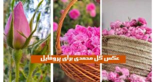 عکس گل محمدی برای پروفایل ” 2024 غنچه و بازشده در طبیعت زیبا در رنگ صورتی