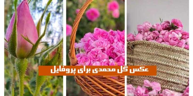عکس گل محمدی برای پروفایل ” 2024 غنچه و بازشده در طبیعت زیبا در رنگ صورتی