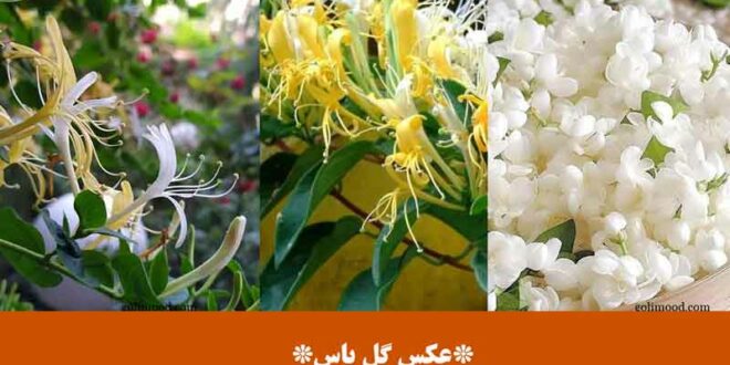 عکس گل یاس
