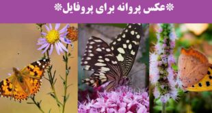 عکس پروانه برای پروفایل