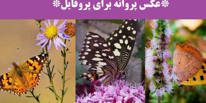 عکس پروانه برای پروفایل