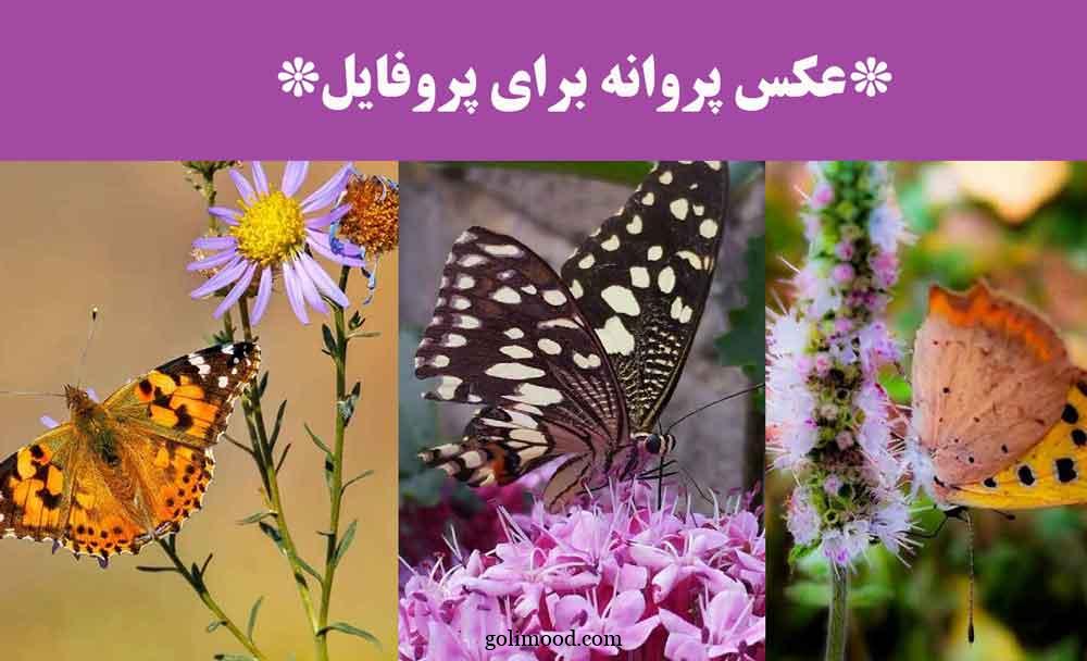 عکس پروانه برای پروفایل