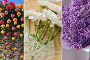 110 عکس گل برای پروفایل 2025؛ با پس زمینه تار-طرحهای کمیاب برای فضای مجازی