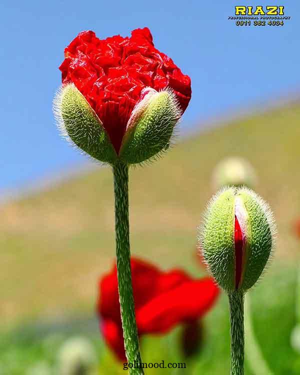 عکس گل برا پروفایل