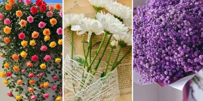 110 عکس گل برای پروفایل 2025؛ با پس زمینه تار-طرحهای کمیاب برای فضای مجازی
