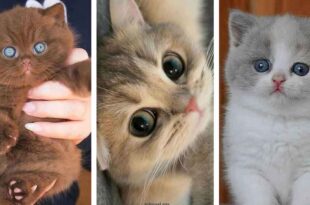 عکس گربه ملوس برای پروفایل