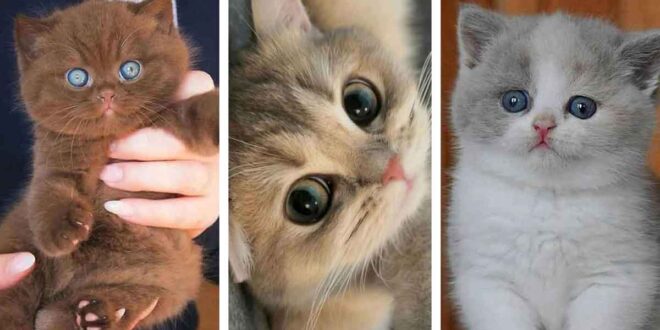 عکس گربه ملوس برای پروفایل