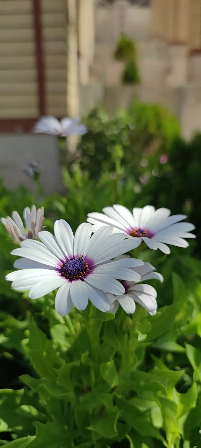 عکس گل برای پروفایل شاد؛ انتخاب بهترین عکس گل برای پروفایلی پرانرژی و دلنشین!